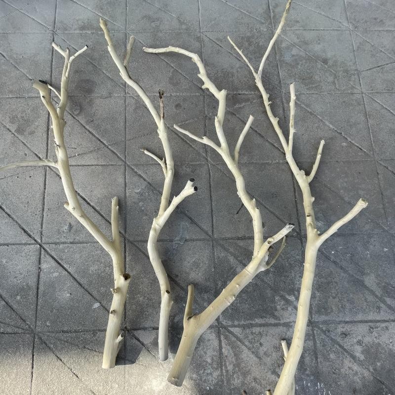 干树枝原木杈艺术干枝枯枝枯木z树干鸟架造型壁挂衣架吊顶树枝装