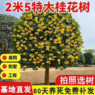 桂花树苗特大八月桂金桂庭院别墅地栽四季桂绿化盆栽植物四季花卉