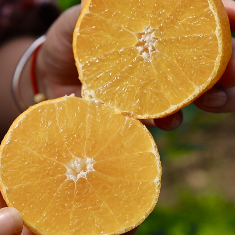 正宗象山红美人柑橘爱媛橙原产地