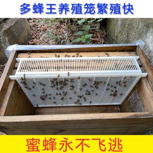中蜂双框隔通用笼王笼蜜蜂蜂王笼多功能养蜂工具收蜂笼蜂王囚王笼