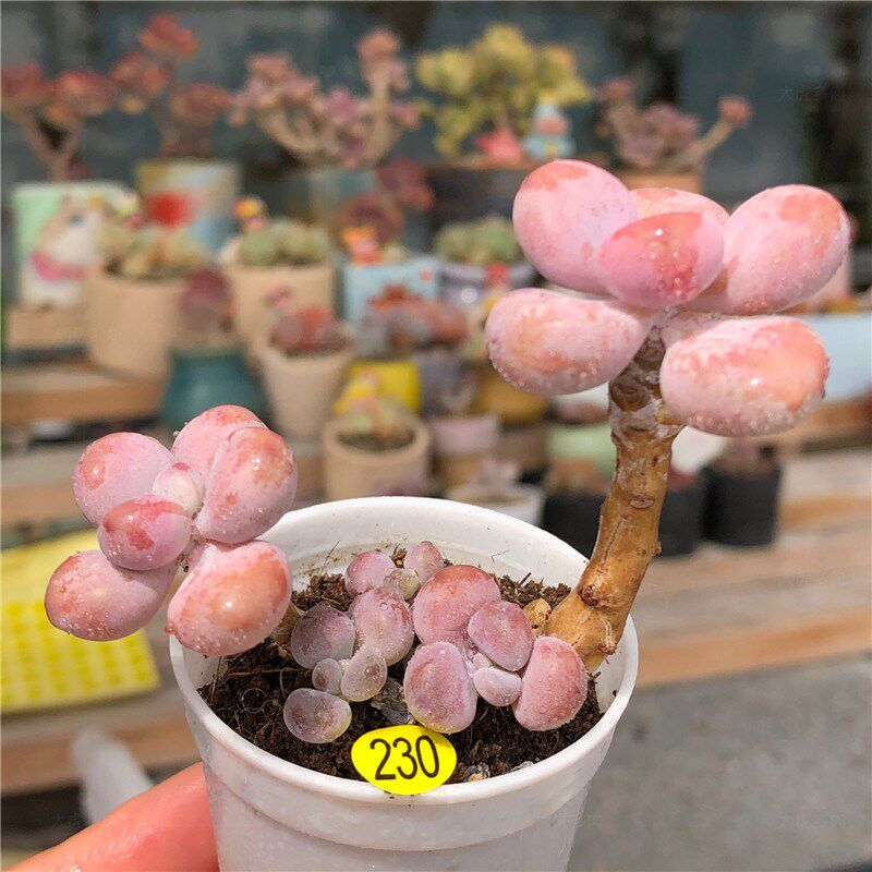 命运桃口多肉老桩进色多肉窗台景多肉植物