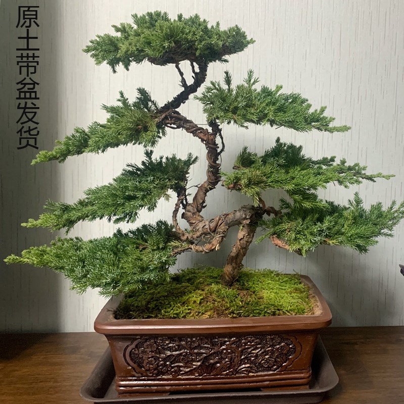 迎客松盆景真树绿植书房客厅玄关前H台办公室造型摆件四季常青