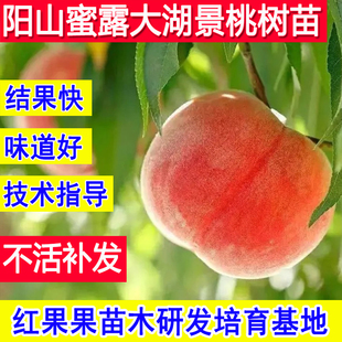 水蜜桃树果苗正宗嫁接阳山蜜露大湖景桃子苗树新品种盆栽耐寒活苗