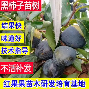 黑柿子苗树特大脆甜嫁接苗北方耐寒冻南方矮化特大号庭院当年结果