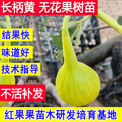 长柄黄无花果苗特大果当年结果树