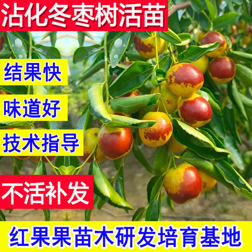 沾化冬枣苗树冰糖冬枣树活苗耐寒