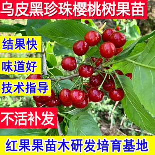 乌皮大樱桃树果苗超大号耐寒黑珍珠嫁接苗庭院盆地栽北方南方种植
