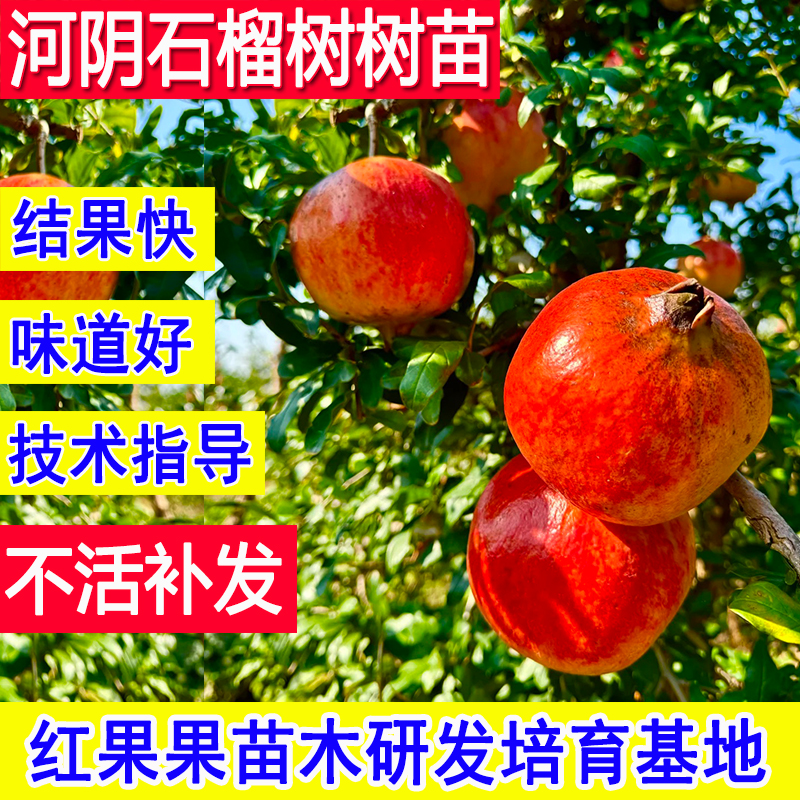河阴石榴苗软籽耐寒庭院盆栽树苗