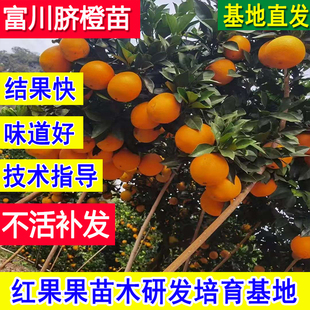 富川脐橙苗南方北方特大橙子树苗耐寒嫁接苗超大号庭院基地特大树