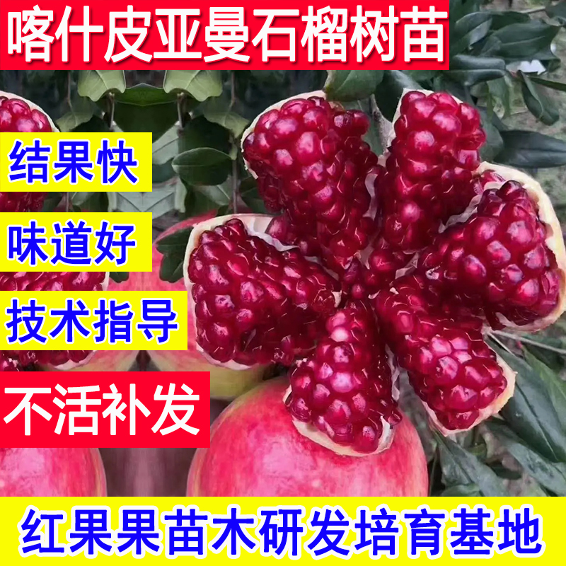 石榴树树苗喀什皮亚曼耐寒庭院苗