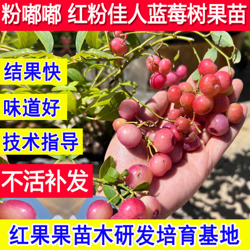 粉嘟嘟蓝莓苗红粉佳人蓝莓树果苗