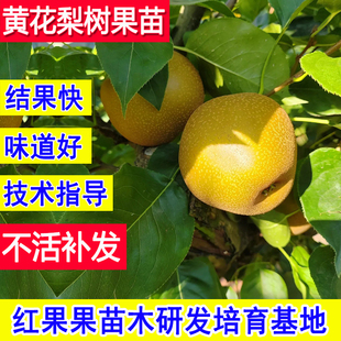 黄花梨树果苗嫁接幼苗小苗盆栽庭院耐寒当年结果南方特大梨子苗树