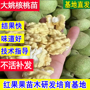 大姚核桃树薄皮核桃树果苗嫁接苗纸皮北方超大号苗树矮化幼苗活苗