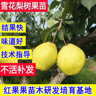 雪花梨树果苗正宗嫁接雪花梨子苗树耐寒庭院大树盆栽小苗当年结果