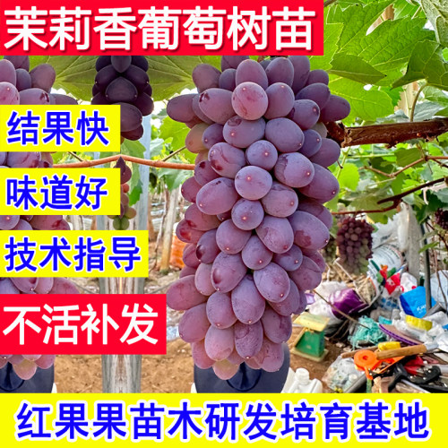 茉莉香葡萄苗无籽葡萄树苗老品种