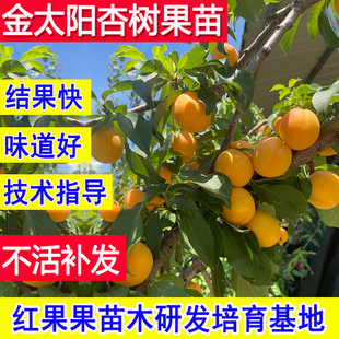金太阳杏树果苗早熟嫁接苗北方耐冻南方庭院超大号老品种杏子苗树