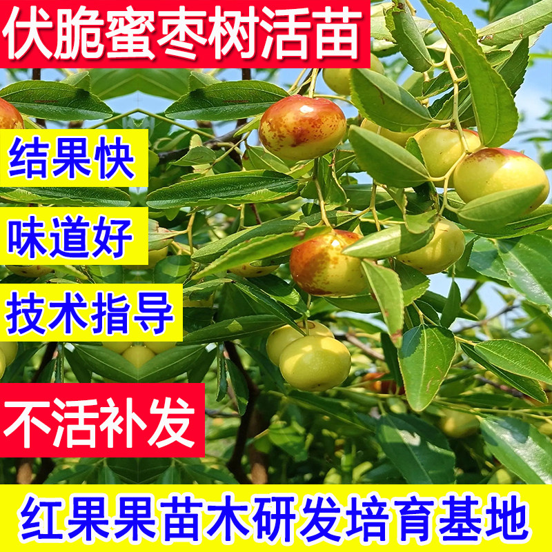 伏脆蜜枣蜜枣苗嫁接枣树活苗南方北方耐寒庭院基地大枣超甜特大号