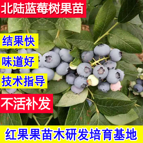北陆蓝莓苗特大号蓝莓树果苗耐寒