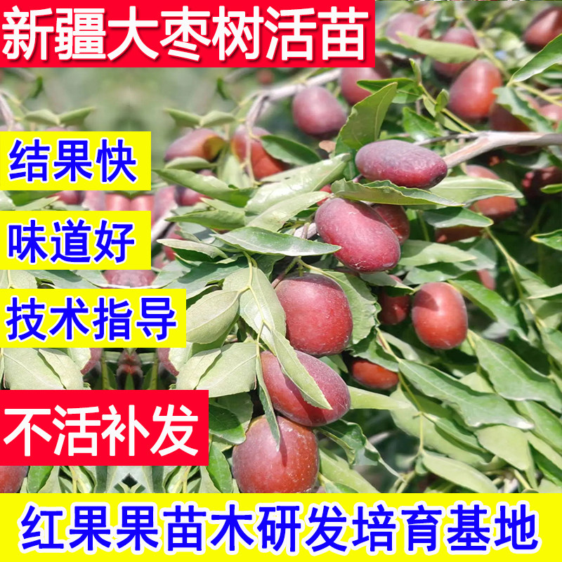 新疆大枣树活苗北方耐寒南方庭院大枣超甜特大号耐冻基地嫁接果苗