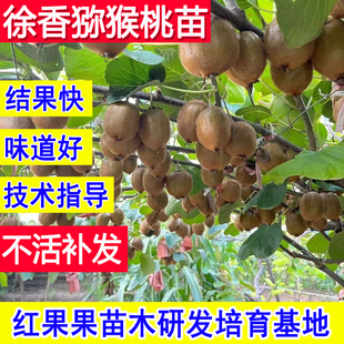 徐香猕猴桃树果苗公母同株当年结果基地超大号爬藤庭院南北方种植