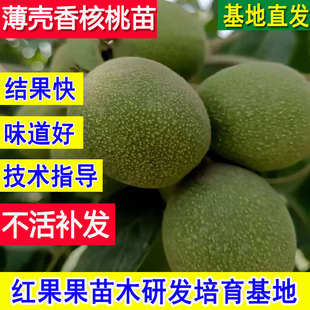 薄壳核桃苗纸皮核桃树果苗嫁接苗超大号耐寒庭院果苗北方南方活苗