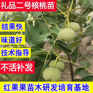 礼品二号核桃苗薄皮纸皮核桃树果苗矮化庭院超大号苗树耐寒老品种