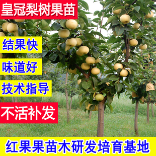 皇冠梨树果苗嫁接苗青梨子苗树耐寒庭院大树盆栽小苗南方北方耐冻