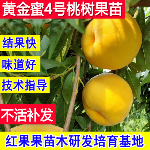 黄金蜜4号桃苗嫁接新品种桃树果