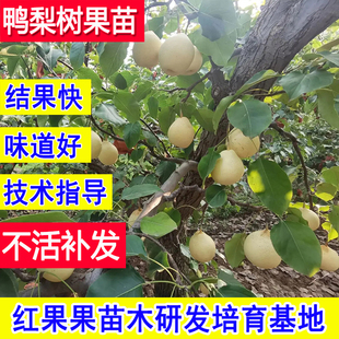 鸭梨树果苗嫁接梨子苗树耐寒庭院盆栽特大树小苗南方北方当年结果