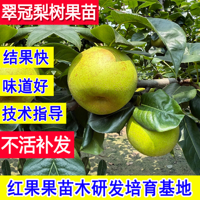 正宗翠冠梨树果苗耐寒早熟嫁接苗
