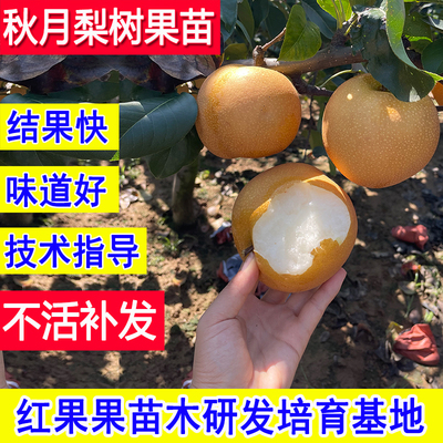 秋月梨树果苗正宗超大号庭院梨子