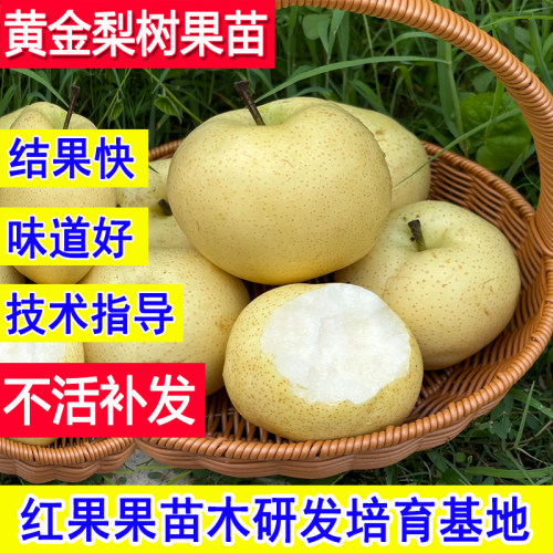 正宗黄金梨树果苗嫁接苗耐寒庭院