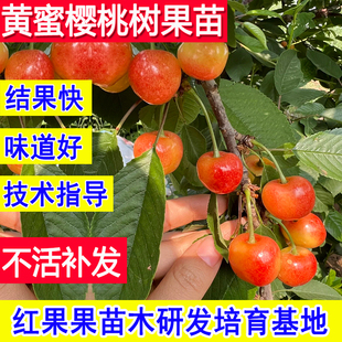 黄蜜樱桃树果苗短把脆甜山东大樱桃苗嫁接超大号北方耐寒南方种植