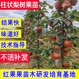 柱状梨苗嫁接梨树果苗新品种矮化庭院盆栽小苗大树南北方当年结果