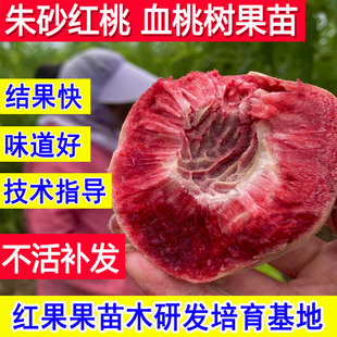 血桃树果苗新品种朱砂红桃嫁接苗优质北方南方特大树盆栽桃子苗树