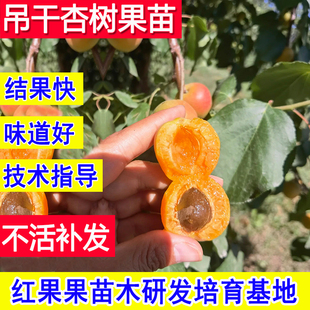 吊干杏树果苗嫁接苗特大号甜杏子苗树盆栽小活苗北方耐寒南方庭院