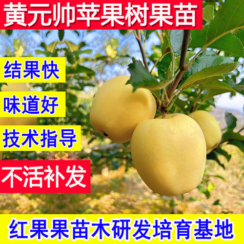黄元帅苹果树果苗正宗老品种耐寒