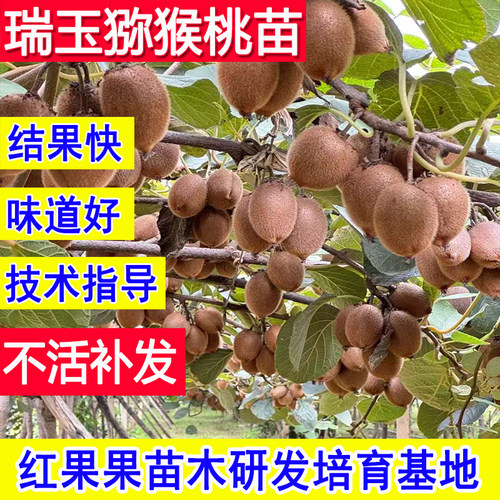 瑞玉猕猴桃苗基地耐冻爬藤庭院果