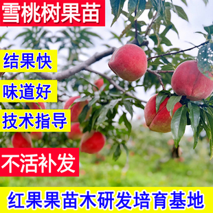 雪桃树果苗嫁接苗超大号晚熟新品种冬桃子苗树南北方耐寒庭院活苗