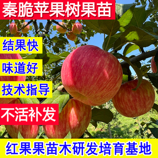 秦脆苹果苗嫁接苗北方耐寒冻南方种植苹果树果苗庭院大树矮化活苗