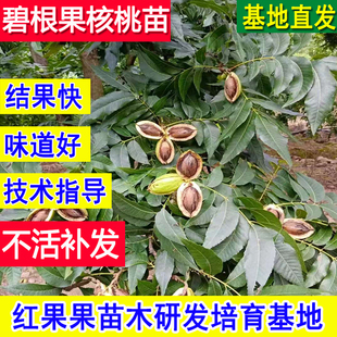 碧根果树果苗当年结果嫁接苗树碧根果苗包邮树苗薄壳山核桃树果苗
