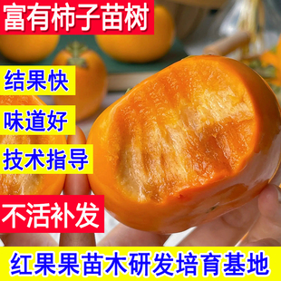 富有柿子树苗嫁接苗南方北方耐寒特大号脆甜矮化庭院果树当年结果