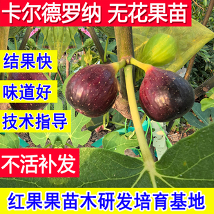 无花果树果苗新品种卡尔德罗纳特大果当年结果南北方盆栽庭院小苗
