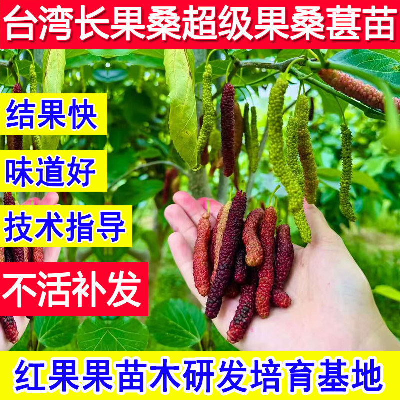 台湾长果桑葚树苗嫁接苗食用超级果桑北方耐寒南方超大号盆栽庭院