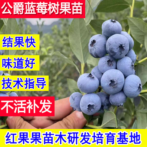 公爵蓝莓树果苗北方耐寒南方种植