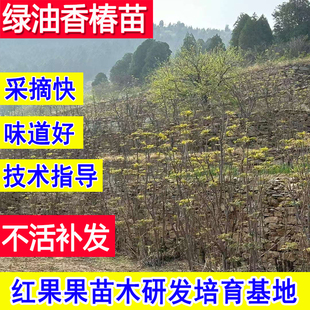 香椿苗基地正宗红油绿油食用香椿树苖庭院超大号北方矮化盆栽大树