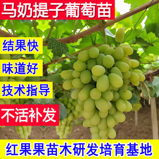 马奶提子树苗葡萄树嫁接苗超大号庭院盆栽北方耐冻南方种植果树苗