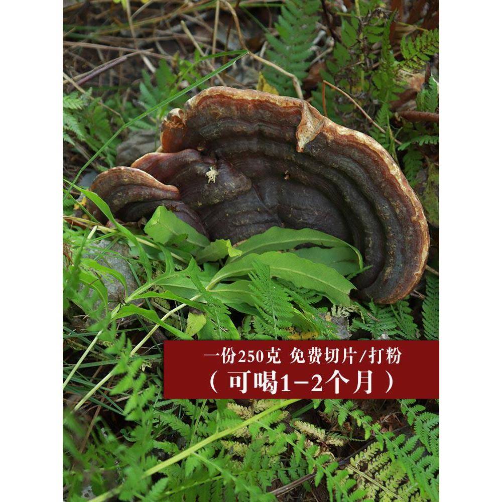 野生无柄赤芝250g整枝可切灵芝片赤灵芝木灵芝特大巨大长白山直发