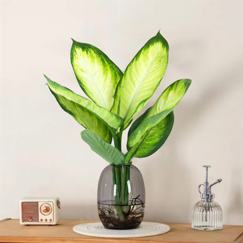 灰色大肚瓶水f培玛丽安室内桌摆绿植办公室客厅植物耐阴好养护