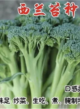 【个位数发3包】西兰苔种子蔬菜种子油菜芯籽四季种植盆栽L